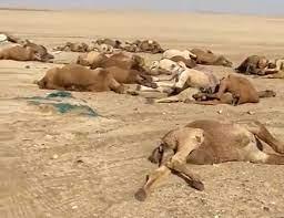 صورة لعصابة: نفوق قطيع من الإبل.. بمرض نزيفي غامض