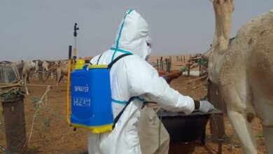 صورة موريتانيا.. “حمى الوادي المتصدع” تحصد أرواح 22 شخصا خلال أسبوعين وتصيب العشرات