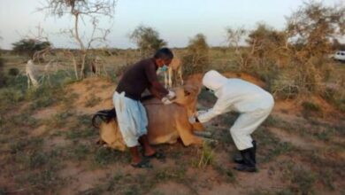 صورة موريتانيا.. 293 إصابة جديدة بحمى الوادي المتصدع في 8 بؤر