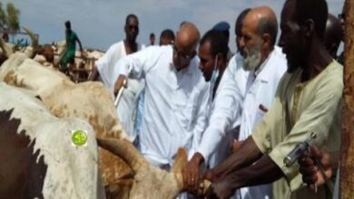 صورة الحكومة تقرر مجانية تحصين ملايين المواشي ضد الأمراض الخطيرة