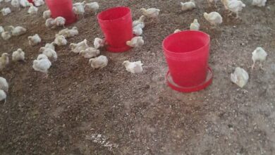 صورة أنواكشوط : نفوق جماعي بالدواجن بسبب مرض فيروسي غامض