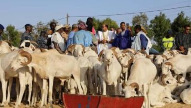صورة ألف منمي موريتاني يعبرون بـ140 ألفاً من الأضاحي إلى السنغال خلال العيد