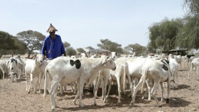 صورة الحكومة السنغالية: 42 ألف رأس من الغنم دخلت البلاد من موريتانيا