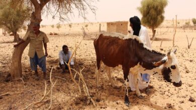 صورة تقييم حكومي للمراعي يؤكد حاجة جميع الولايات للأعلاف