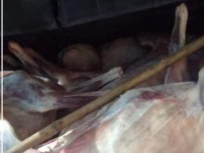 صورة الشرطة تطيح بعصابة تسرق الأغنام وتقوم ببيع لحمها .. صور