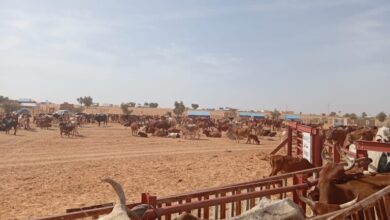 صورة انطلاق حملة تلقيح المواشى على مستوى ولاية لبراكنة