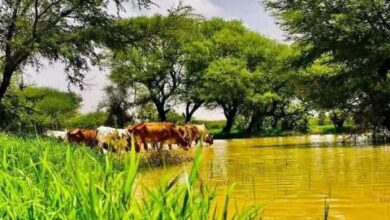 صورة أمطار على ست ولايات خلال ال24 ساعة الماضية (مقاييس)
