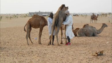 صورة ارتفاع بؤر “الوادي المتصدع” إلى 48 والسلطات تدعو للالتزام بالإرشادات
