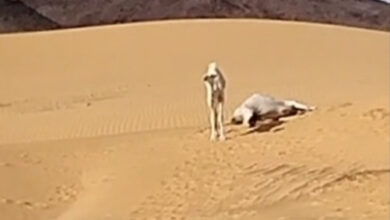 صورة وزارة التنمية الحيوانية تشرح أسباب نفوق رؤوس من الإبل في آدرار