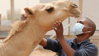 صورة نواكشوط: ظهور ثلاث بؤر لحمى الوادي المتصدع
