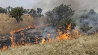 صورة والي لعصابه يعلن السيطرة على الحرائق وتضرر مراعي شاسعة بسببها