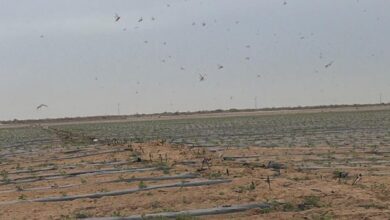 صورة أسراب من الجراد في عدة ولايات بموريتانيا وتعبئة فرق لمواجهته