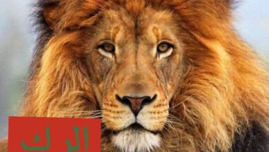 صورة بيان حزب الرك قيد التأسيس