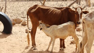 صورة نواكشوط: إطلاق ورشة حول تطوير الثروة الحيوانية