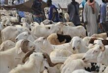 صورة السنغال: موريتانيا المورد الأول للأغنام بنسبة تفوق 75%