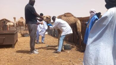 صورة بعثات علمية لدراسة طفيليات المثقبيات لدى الإبل في ولايتي تيرس زمور والترارزة