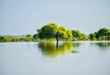 صورة أمطار تصل «70 ملم» على الحوض الشرقي ولعصابه وكيدي ماغه