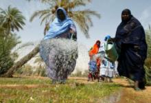 صورة موريتانيا تستعد لاعتماد التأمين الزراعي القائم على المؤشرات
