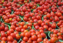 صورة وزارة التجارة تعلن ضبط سعر الطماطم في أسواق ومحلات بيع الخضراوات